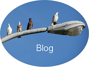 Blog