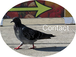 Contact