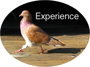Experience