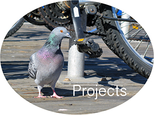 Projects