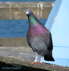 Pigeon by Ellen Redbird